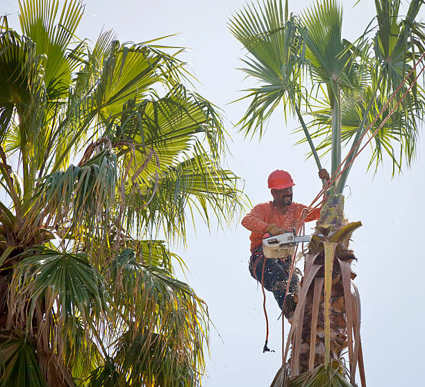 The Steps Involved in Our Tree Care Process in Fenton, MI